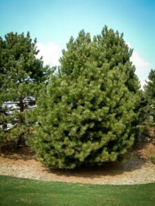 Сосна Чёрная (Pinus Nigra) купить по цене от 270.00р. в интернет-магазине «Посадика» с доставкой почтой в в Дмитриеве и по всей России – [изображение №1].