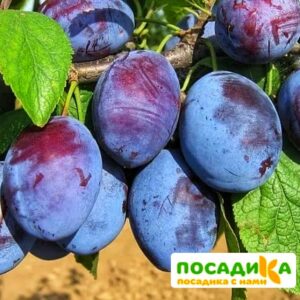 Слива Чачакская ранняя купить по цене от 229.00р. в интернет-магазине «Посадика» с доставкой почтой в в Дмитриеве и по всей России – [изображение №1].