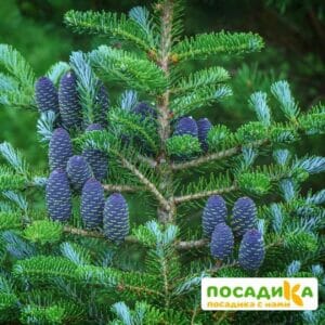 Пихта корейская (Abies koreana) купить по цене от 450.00р. в интернет-магазине «Посадика» с доставкой почтой в в Дмитриеве и по всей России – [изображение №1].