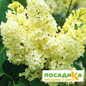 Сирень Примроуз (Primrose) купить по цене от 529.00р. в интернет-магазине «Посадика» с доставкой почтой в в Дмитриеве и по всей России – [изображение №1].