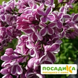 Сирень Сенсация купить по цене от 529.00р. в интернет-магазине «Посадика» с доставкой почтой в в Дмитриеве и по всей России – [изображение №1].