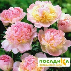 Пион Распберри Сандей (Paeonia Raspberry Sundae) купить по цене от 959р. в интернет-магазине «Посадика» с доставкой почтой в в Дмитриеве и по всей России – [изображение №1].