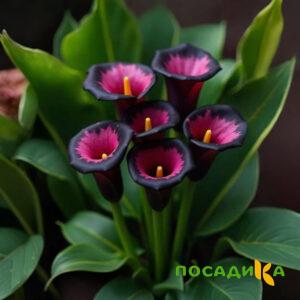Калла Аура Лейс купить по цене от 400р. в интернет-магазине «Посадика» с доставкой почтой в в Дмитриеве и по всей России – [изображение №1].