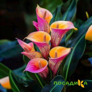 Калла Оникс купить по цене от 450р. в интернет-магазине «Посадика» с доставкой почтой в в Дмитриеве и по всей России – [изображение №1].