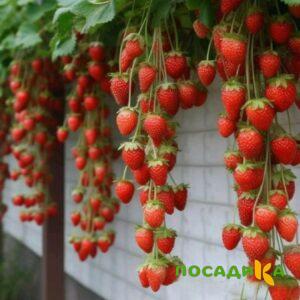 Клубника вьющаяся Комплимент купить по цене от 470р. в интернет-магазине «Посадика» с доставкой почтой в в Дмитриеве и по всей России – [изображение №1].