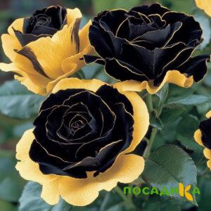 Роза Ханни Сикл купить по цене от 700р. в интернет-магазине «Посадика» с доставкой почтой в в Дмитриеве и по всей России – [изображение №1].