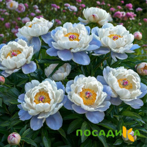 Пион акварельный Этюд купить по цене от 806р. в интернет-магазине «Посадика» с доставкой почтой в в Дмитриеве и по всей России – [изображение №1].