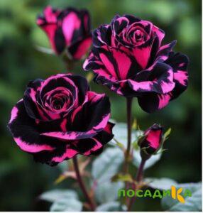 Роза Багровый Шепот купить по цене от 366р. в интернет-магазине «Посадика» с доставкой почтой в в Дмитриеве и по всей России – [изображение №1].