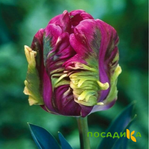 Тюльпан Экзотик Хэвен купить по цене от 186р. в интернет-магазине «Посадика» с доставкой почтой в в Дмитриеве и по всей России – [изображение №1].