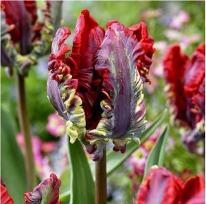 Тюльпан Рококо купить по цене от 350р. в интернет-магазине «Посадика» с доставкой почтой в в Дмитриеве и по всей России – [изображение №1].