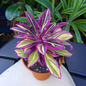 Хоста Сильвер Стик купить по цене от 650р. в интернет-магазине «Посадика» с доставкой почтой в в Дмитриеве и по всей России – [изображение №1].