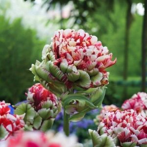 Тюльпан Дабл Флеминг Берд купить по цене от 249р. в интернет-магазине «Посадика» с доставкой почтой в в Дмитриеве и по всей России – [изображение №1].