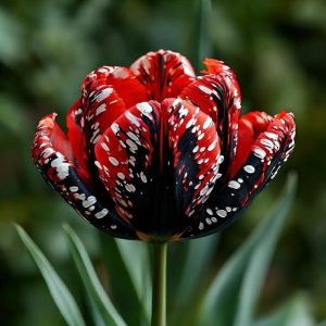 Тюльпан Вельвет Файер купить по цене от 394р. в интернет-магазине «Посадика» с доставкой почтой в в Дмитриеве и по всей России – [изображение №1].