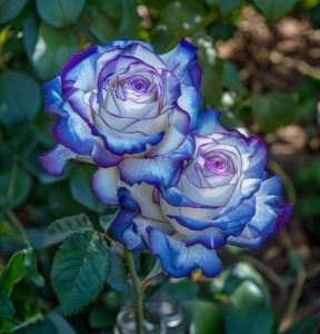 Роза Пэтолз Хоуп купить по цене от 333р. в интернет-магазине «Посадика» с доставкой почтой в в Дмитриеве и по всей России – [изображение №1].