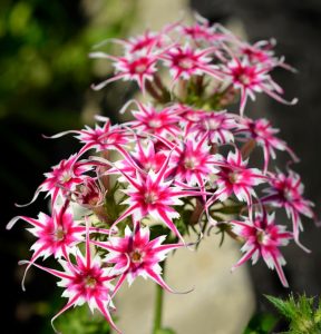 Флокс Метельчатый Путь купить по цене от 456р. в интернет-магазине «Посадика» с доставкой почтой в в Дмитриеве и по всей России – [изображение №1].