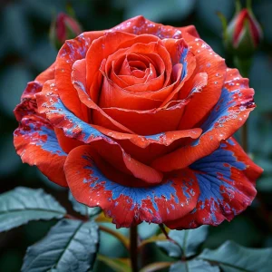 Роза Сикрет Гарден купить по цене от 619р. в интернет-магазине «Посадика» с доставкой почтой в в Дмитриеве и по всей России – [изображение №1].