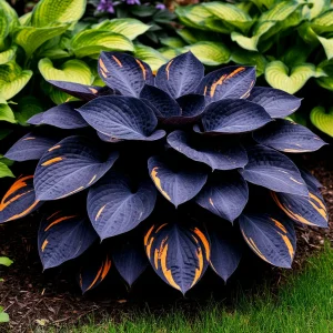 Хоста Умбра купить по цене от 349р. в интернет-магазине «Посадика» с доставкой почтой в в Дмитриеве и по всей России – [изображение №1].