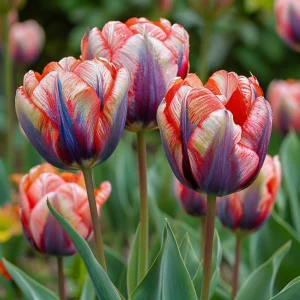 Тюльпан Эбисан Грэйс купить по цене от 217р. в интернет-магазине «Посадика» с доставкой почтой в в Дмитриеве и по всей России – [изображение №1].