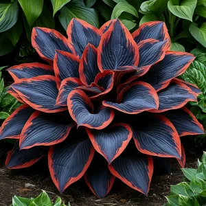 Хоста Солнечный Агат купить по цене от 440р. в интернет-магазине «Посадика» с доставкой почтой в в Дмитриеве и по всей России – [изображение №1].