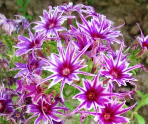 Флокс Звездное Кружево купить по цене от 361р. в интернет-магазине «Посадика» с доставкой почтой в в Дмитриеве и по всей России – [изображение №1].