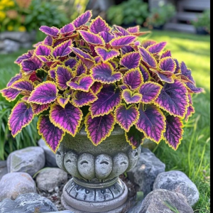 Хоста Рейдянт Чарм купить по цене от 365р. в интернет-магазине «Посадика» с доставкой почтой в в Дмитриеве и по всей России – [изображение №1].