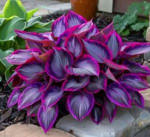 Хоста Сикрет Гарденс купить по цене от 549р. в интернет-магазине «Посадика» с доставкой почтой в в Дмитриеве и по всей России – [изображение №1].