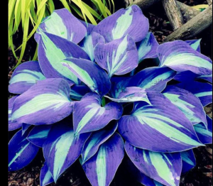 Хоста Аурелия купить по цене от 450р. в интернет-магазине «Посадика» с доставкой почтой в в Дмитриеве и по всей России – [изображение №1].