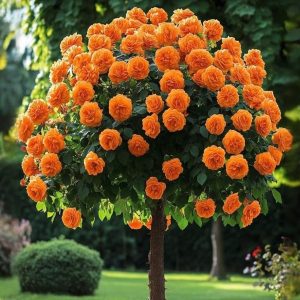 Роза Солнечный Шарм купить по цене от 349р. в интернет-магазине «Посадика» с доставкой почтой в в Дмитриеве и по всей России – [изображение №1].