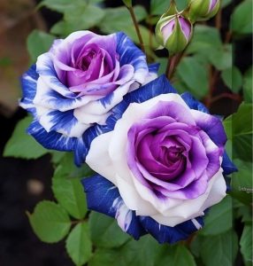 Роза Айвори Каскад купить по цене от 420р. в интернет-магазине «Посадика» с доставкой почтой в в Дмитриеве и по всей России – [изображение №1].