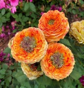 Роза Золотой Мираж купить по цене от 420р. в интернет-магазине «Посадика» с доставкой почтой в в Дмитриеве и по всей России – [изображение №1].